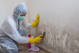 Best Attic Mold Removal  in Blair, WI